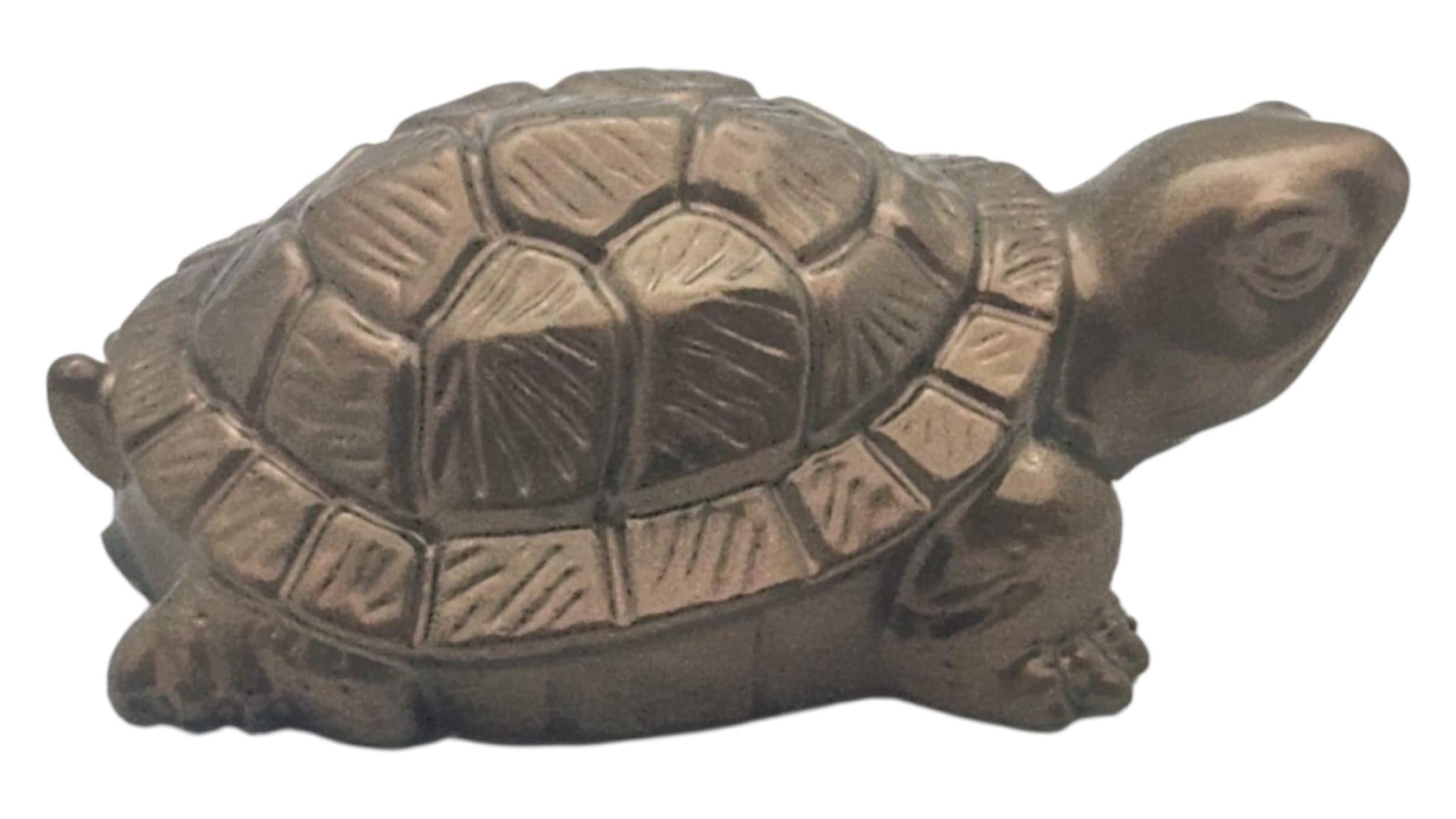 Little turtle 2