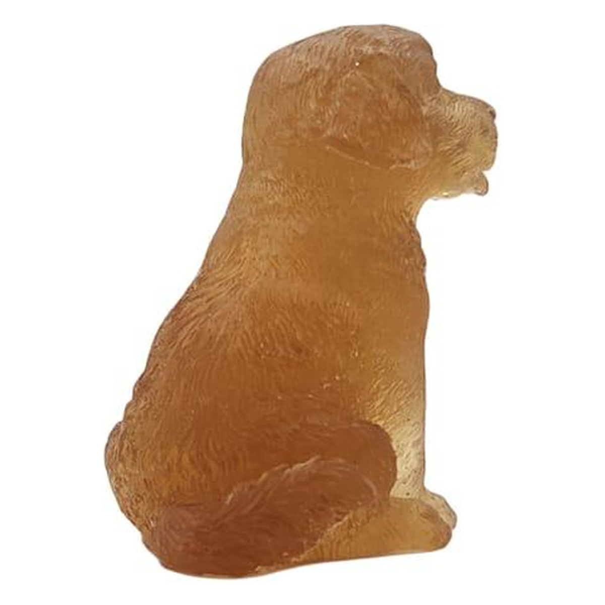 Labrador dog