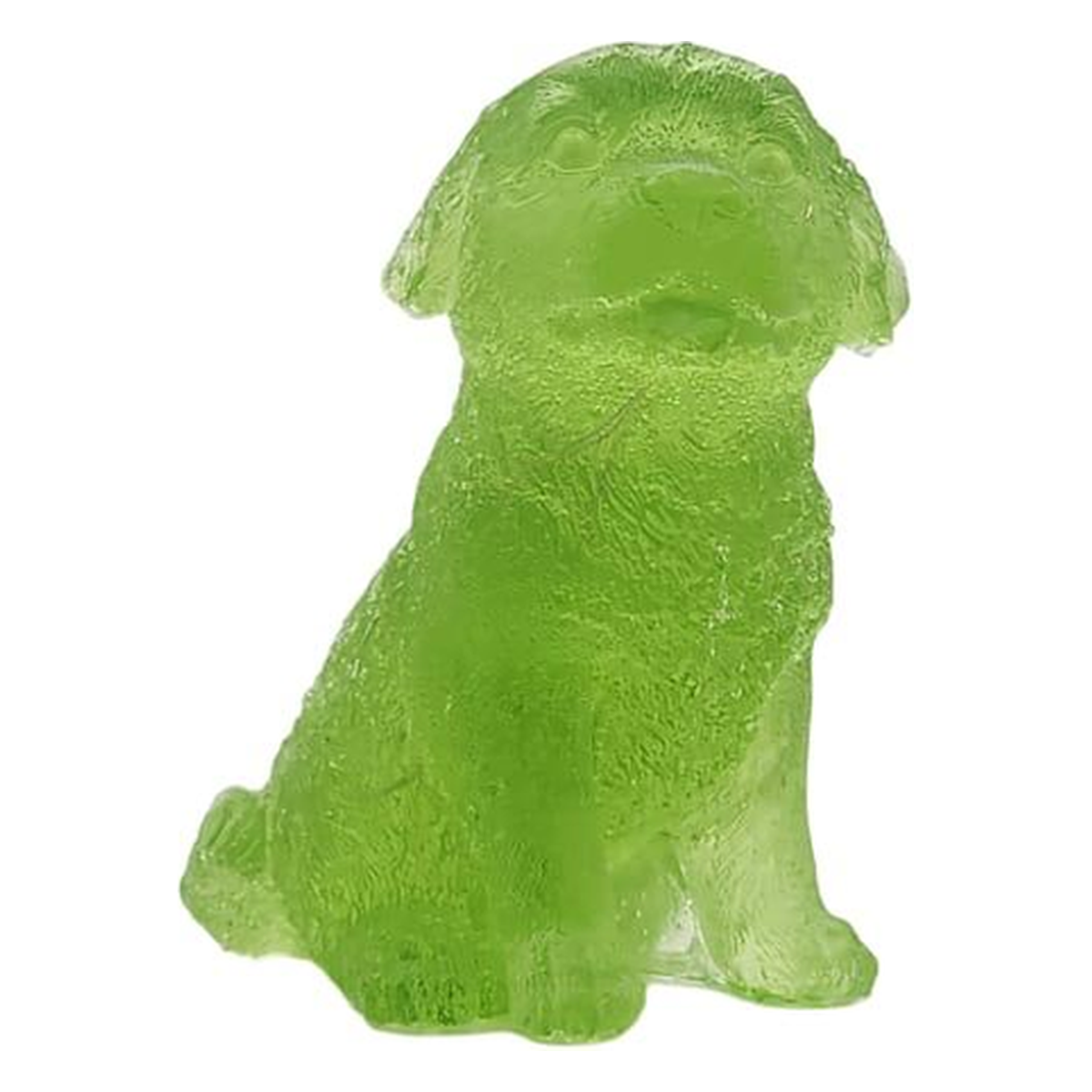 Labrador dog