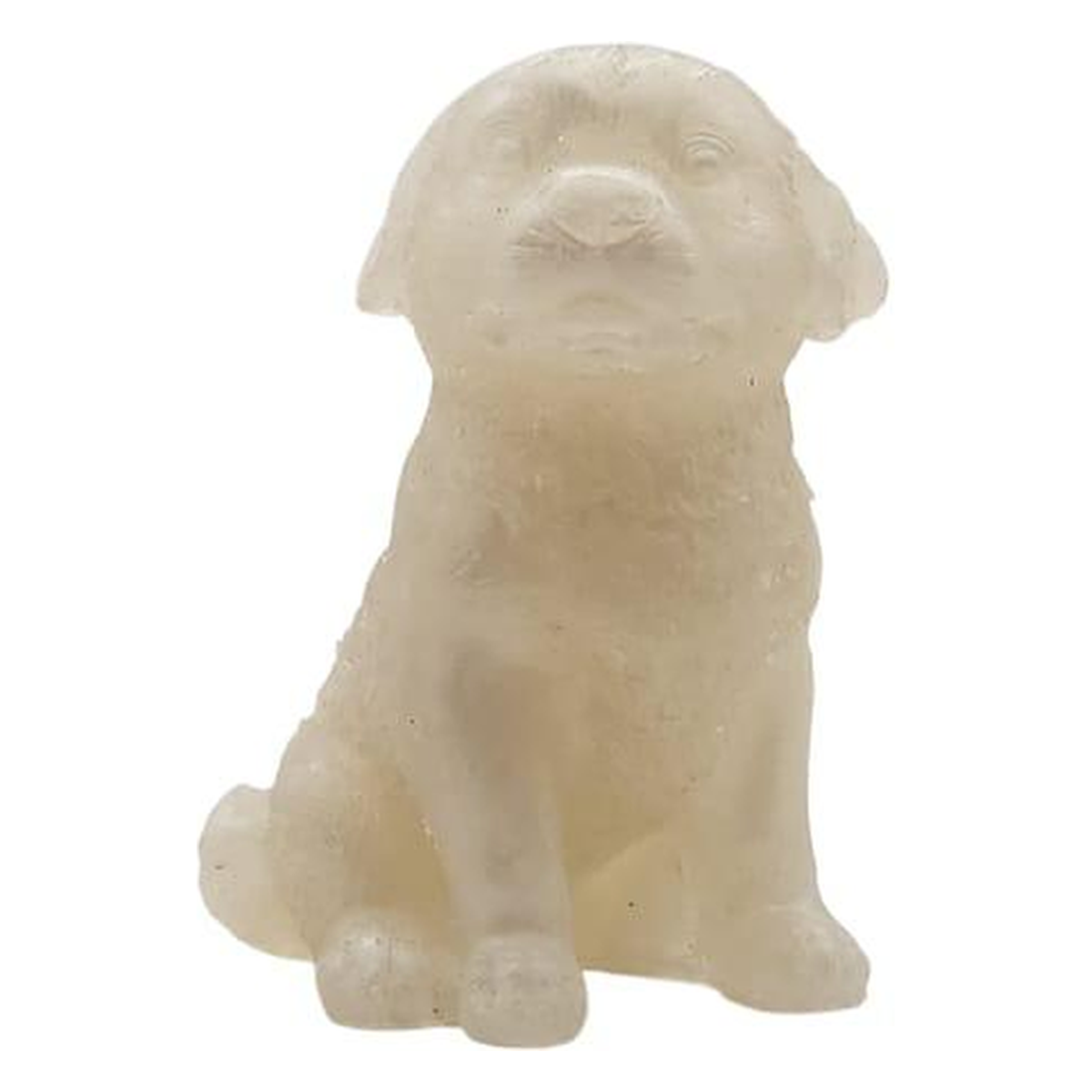 Labrador dog